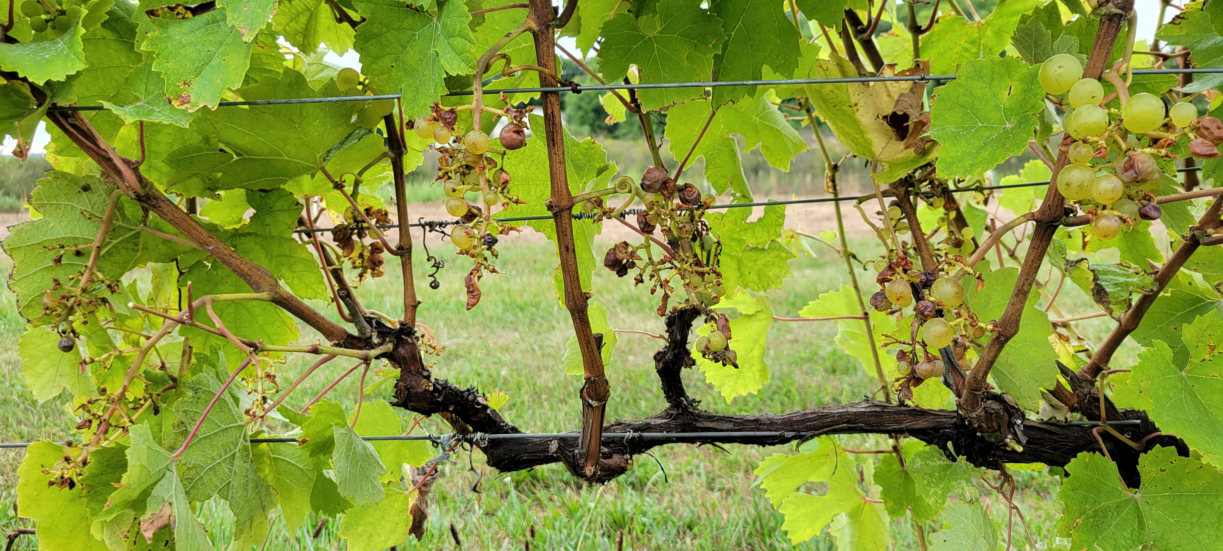 Shriveled and damaged grapes hanging from a vine, a result from bird damage.